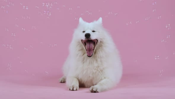 Front View of a Snow White Samoyed Spitz in the Studio on a Pink Background Surrounded By Flying
