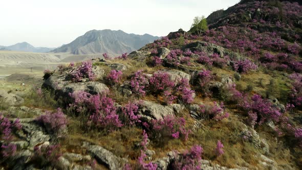 A Bright Flowering Plant Against the Backdrop of a Mountain Landscape