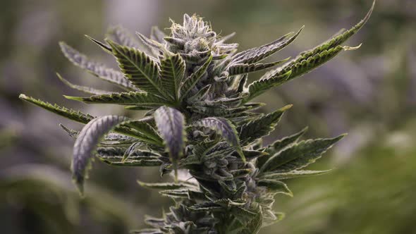 Abstract Medical Marijuana Plant Bud Reveal With Shallow Focus alt