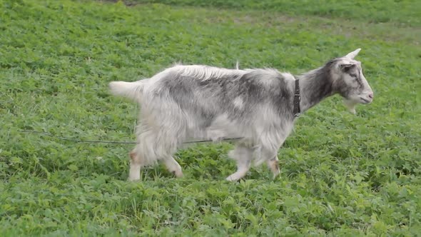 2021.05.14_4 A goat grazes in a meadow on a warm May day.