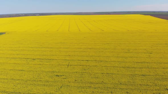 Aerial Drone View of Yellow Canola Field. Harvest Blooms Yellow Flowers Canola Oilseed