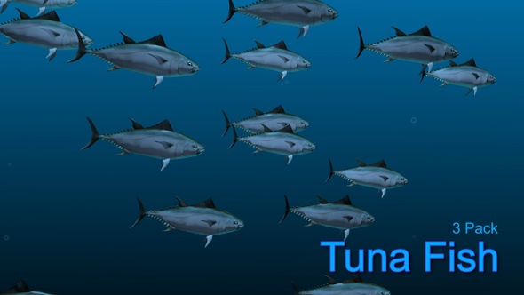 Tuna Fish 4k