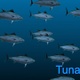 Tuna Fish 4k - VideoHive Item for Sale