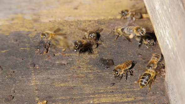 Bee Colony. Bees Fly Into the Hive. The Insect Lands on the Fly of the Hive.