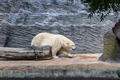 Polar bear in a zoo - PhotoDune Item for Sale