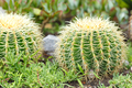 Big cactus in the garden - PhotoDune Item for Sale