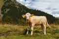 Cow in Grindelwald of Swiss Alps - PhotoDune Item for Sale