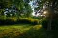 Sunlight through the trees - PhotoDune Item for Sale