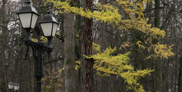 Yellow Larch