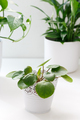Pilea Peperomioides or Chinese Money Plant - PhotoDune Item for Sale