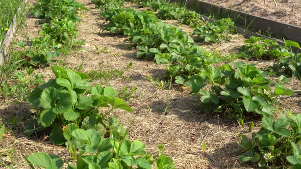 Strawberry Bushes are Planted in Three Rows in a Garden Bed Growing and Fluttering in the Wind