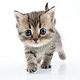 Kitten Meow