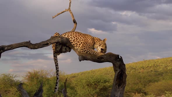 Leopard Feeding In Africa