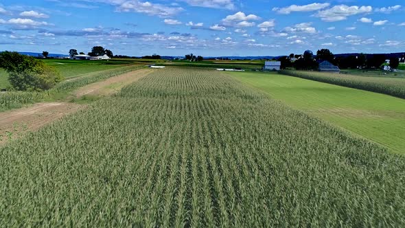 Aerial View of Rows of Corn Fields and Farmlands Flying low to the Corn