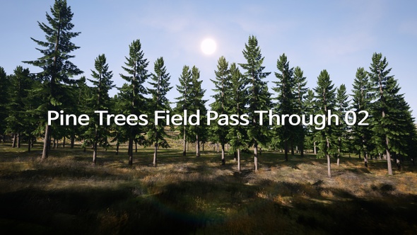 Pine Trees Field Pass Through 02