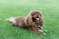 Cavalier spaniel playing with ball - PhotoDune Item for Sale