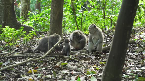 Monkeys Forest Bali