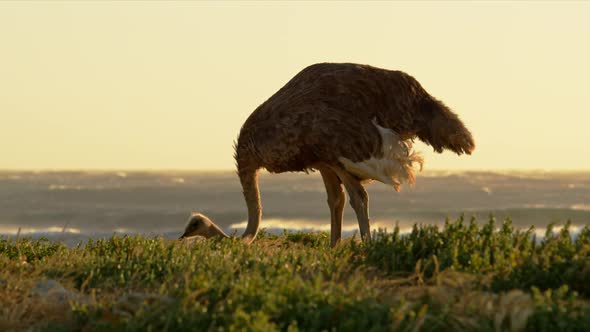 Ostrich in SouthAfrica on an Afternoon