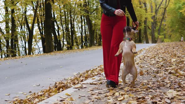 Young Beautiful Woman Walking in Autumn Park with Funny French Bulldog