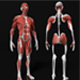 Male Body humens anatomy muscles - 3DOcean Item for Sale
