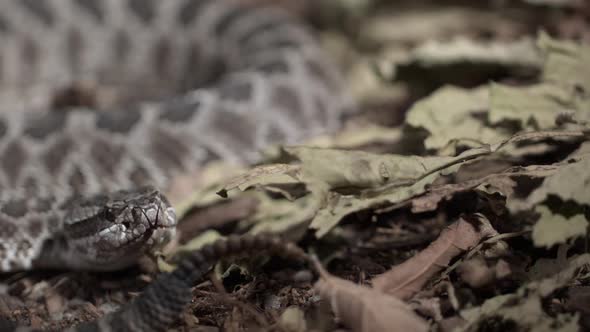 Slow motion view of a rattle snake close up