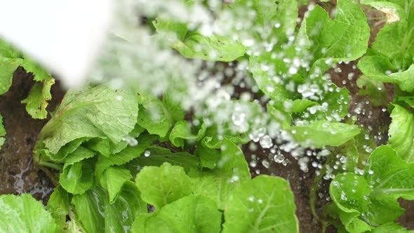 Watering Vegetable