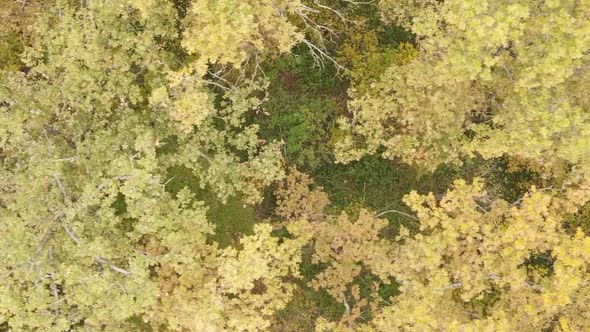 Vertical Video of a Forest with Many Trees in Autumn