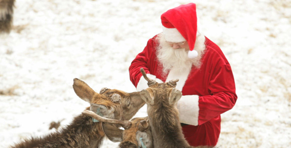 Santa’s Pets