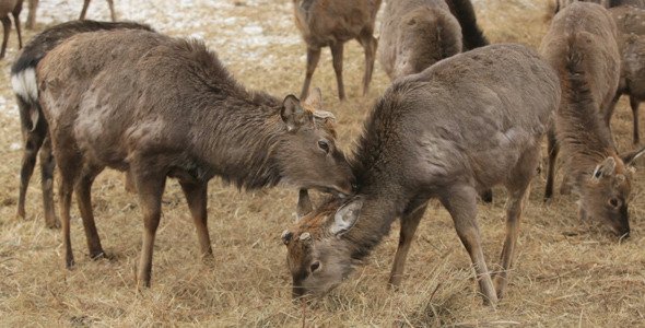 Deer Damily