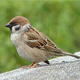 Sparrow 4