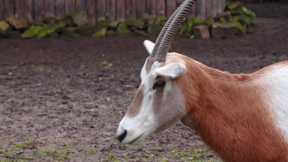 Close-up of two antelopes in the animal park