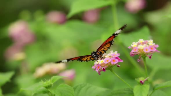 Butterfly And Flower Macro