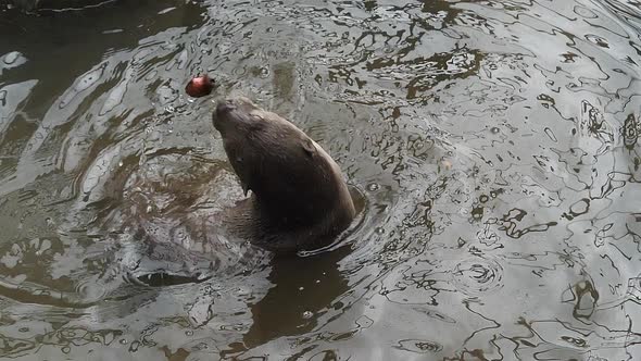 Smooth-coated otter , lutrogale perspicillata, adult standing in water, playing with a root