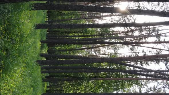 Vertical Video of a Forest with Pine Trees