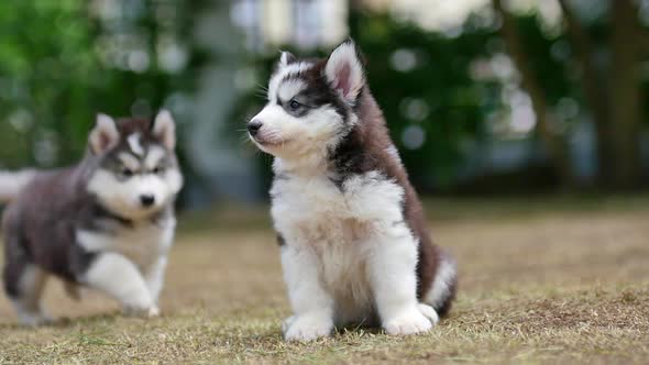 Two Siberian Husky Puppies Playing In The Park