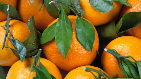 Pile of Tangerines with Green Leaves