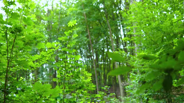 Looking up to the bright sky through green leaves. Tilt up