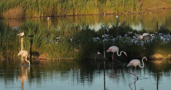 Greater flamingos and  flock of Mediterranean gull (Ichthyaetus melanocephalus)