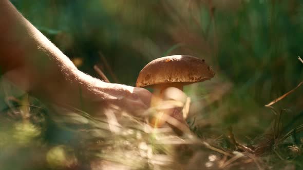 Male Hand Holding Mushroom in Closeup Autumn Green Organic Sunbeams Grass