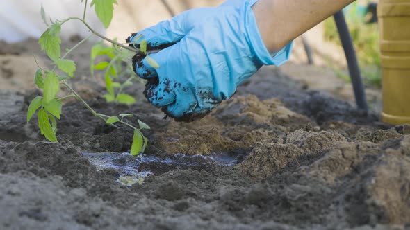 Planting Tomato Plants