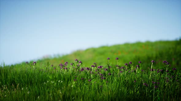 Field of Green Fresh Grass Under Blue Sky