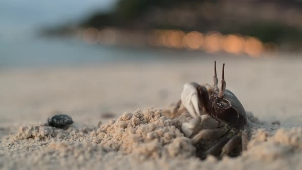 The Crab Stands on a Sandy Beach Near Its Burrow