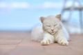 White cat lying with closed eyes - PhotoDune Item for Sale