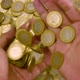 Hands Taking A Fountain Of Mexican Coins - VideoHive Item for Sale