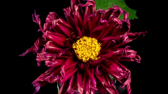 Red Dahlia Flower Wilt in Time Lapse on a Green Leaves Background. The Plant has Faded