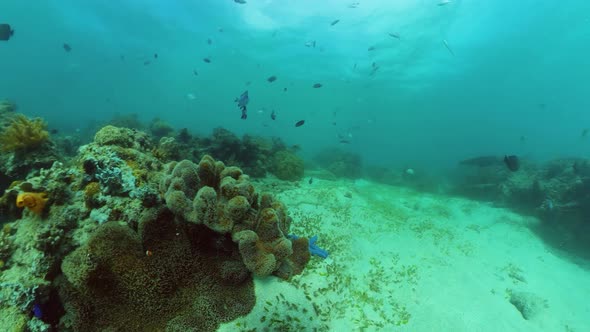 The Underwater World of a Coral Reef