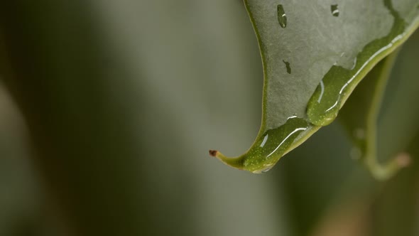 Plant Waterdroplet