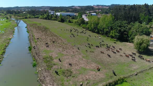 Herd of Cows Aerial View