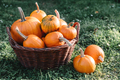Different kind of pumpkins in garden grass - PhotoDune Item for Sale