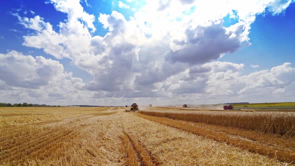 golden field under blue and white sky. Agricultural machinery is collecting ripe crop.